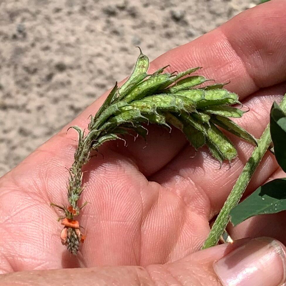 Indigofera hochstetteri fruit