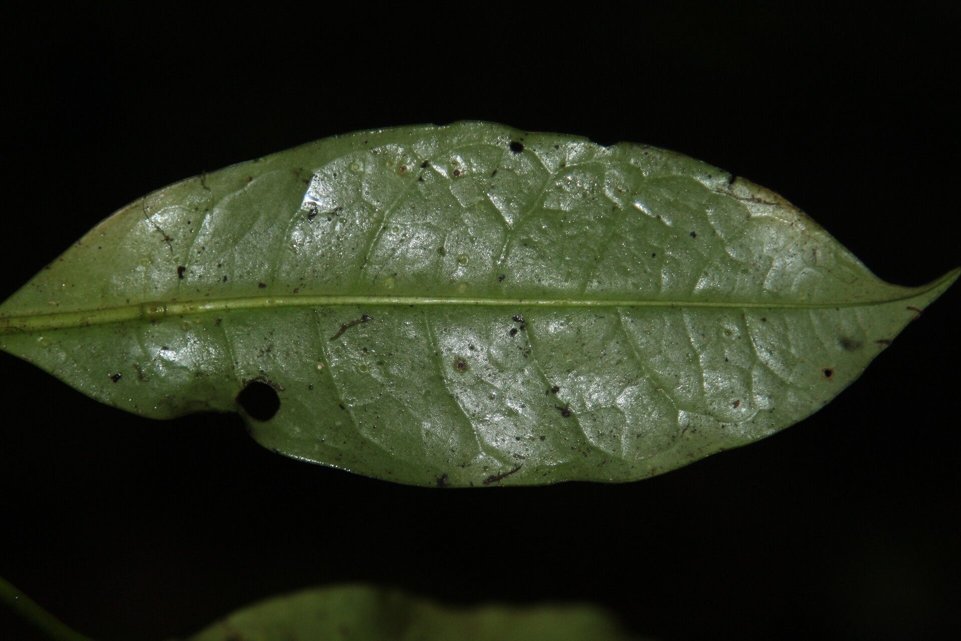 Psychotria sitae — houseplant care guide