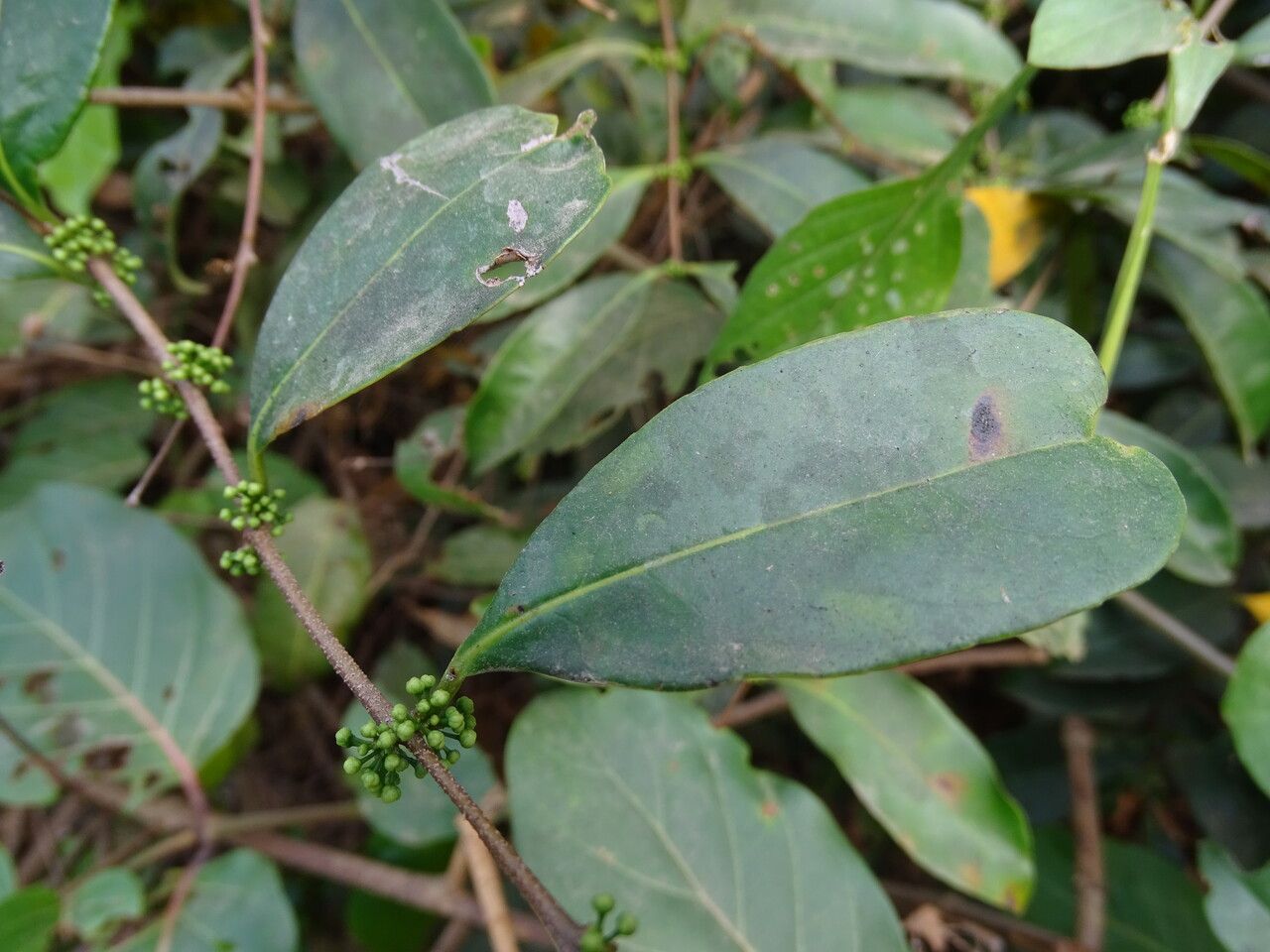 Salacia senegalensis — houseplant care guide