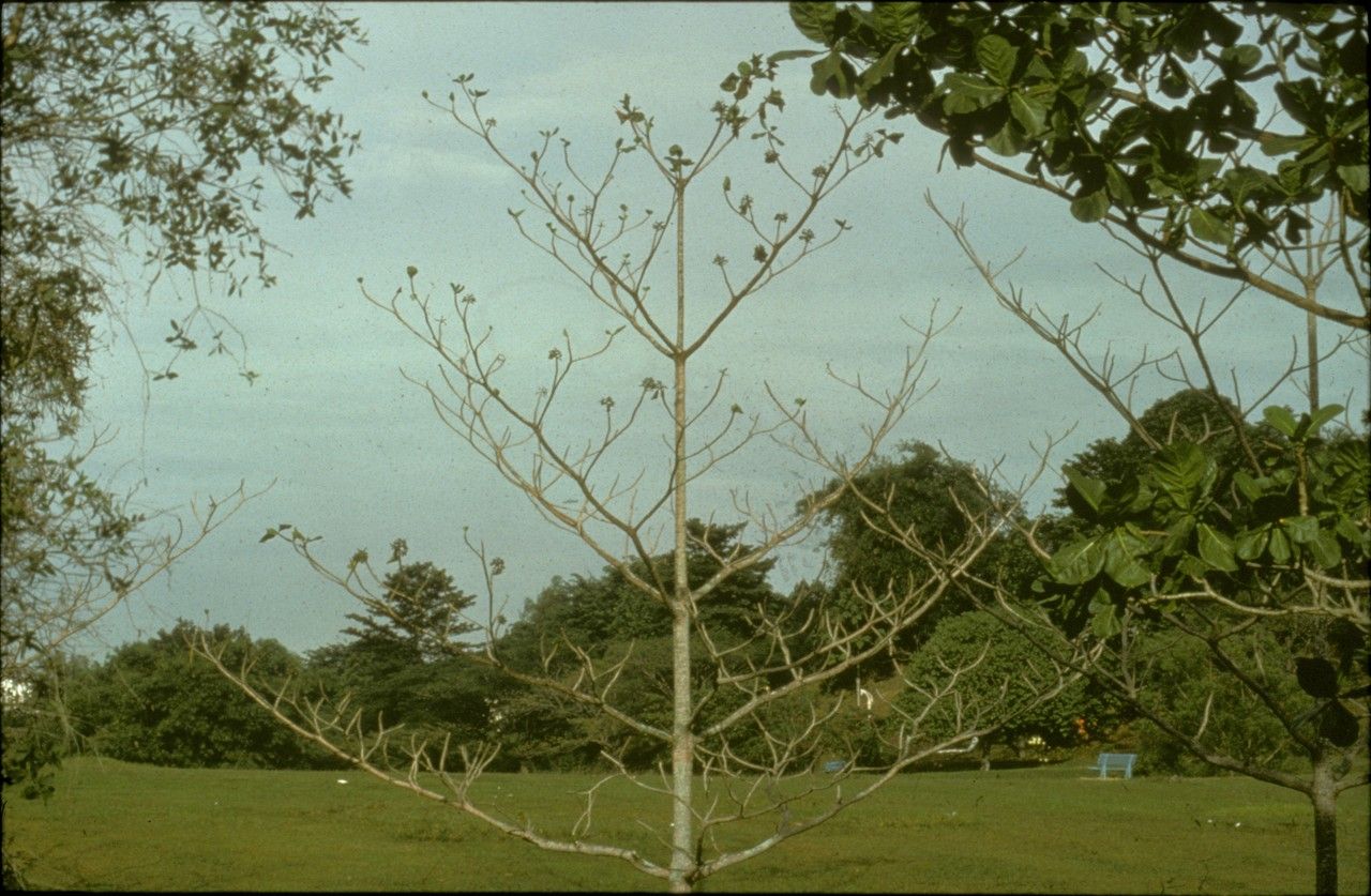 Fagraea crenulata other