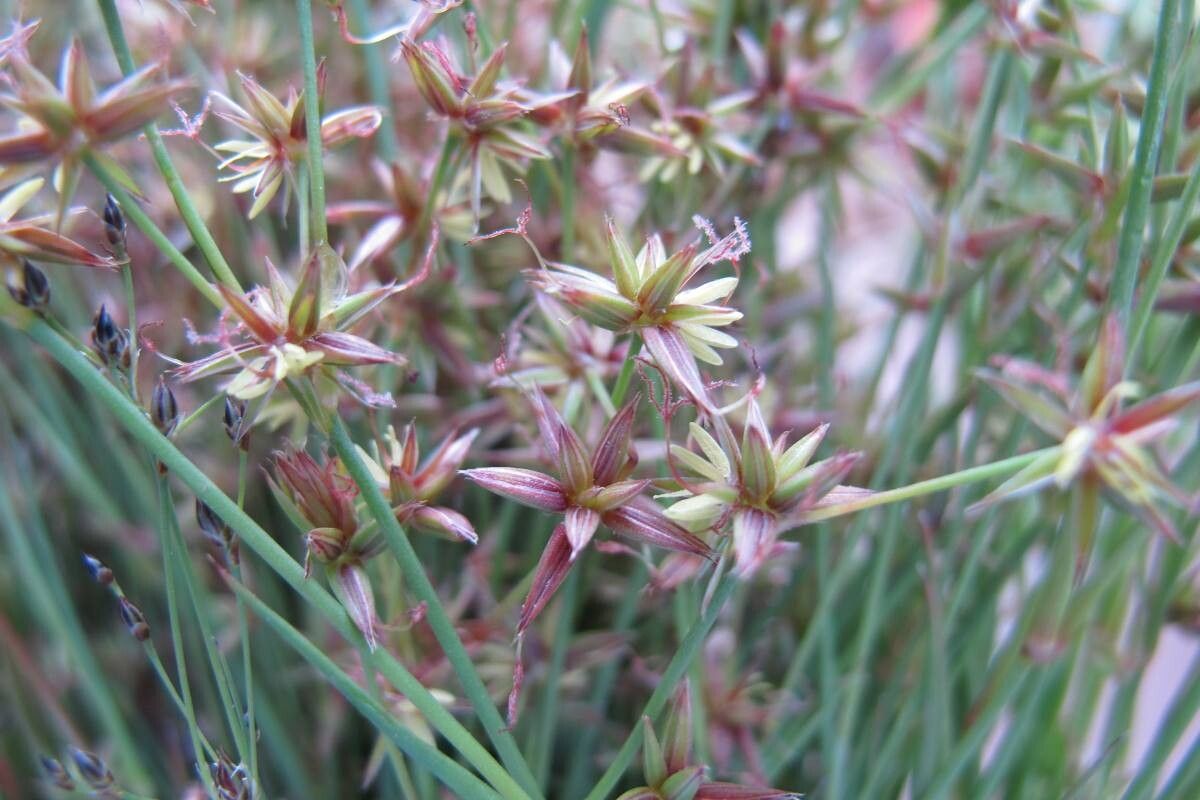 Juncus tingitanus flower