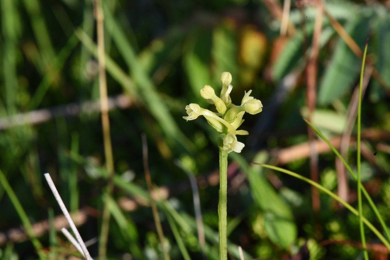 Platanthera clavellata — search result for 'Platanthera'
