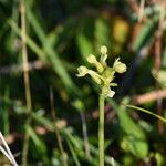 Platanthera clavellata