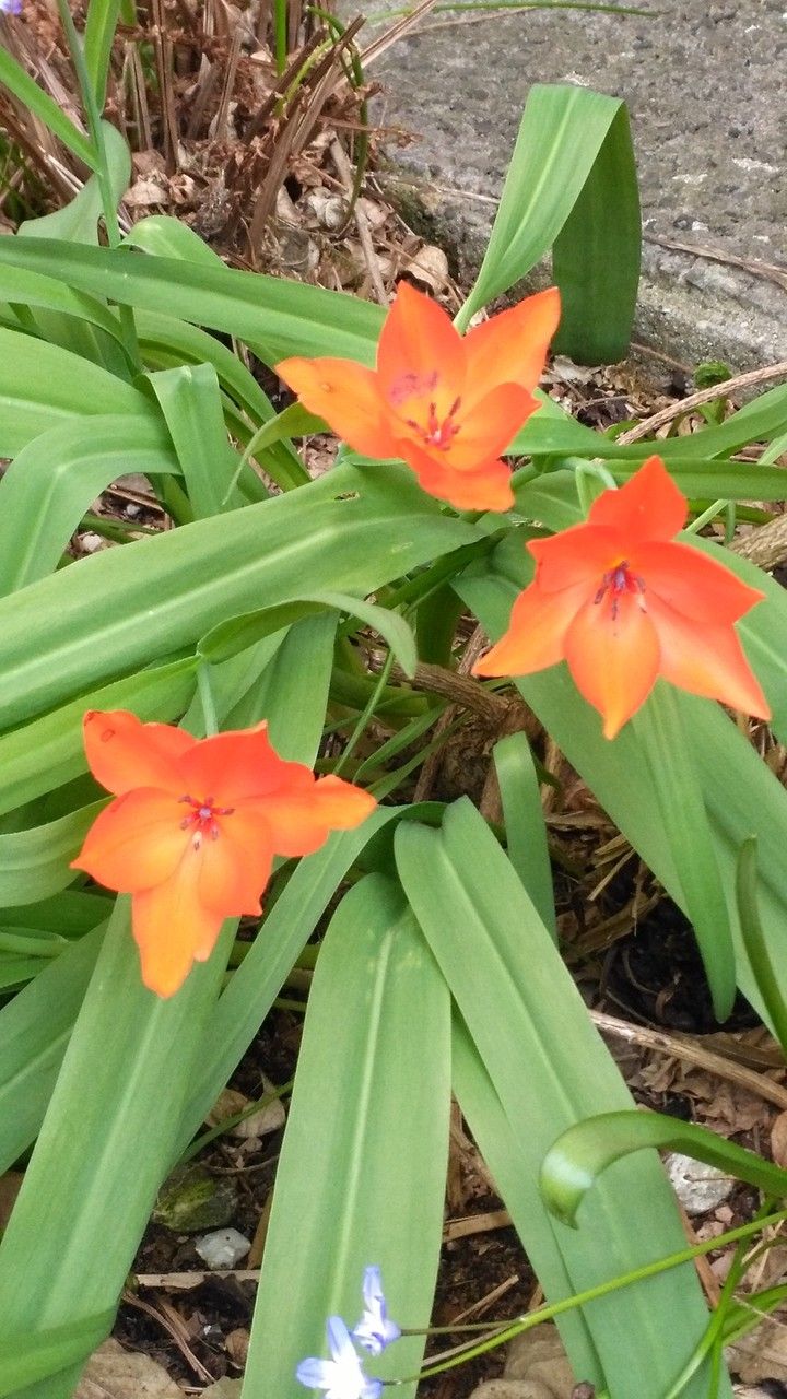 Tulipa praestans leaf