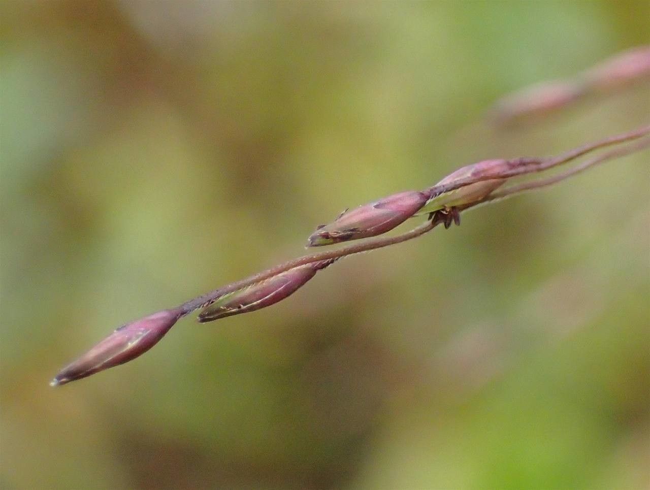 Panicum capillare fruit