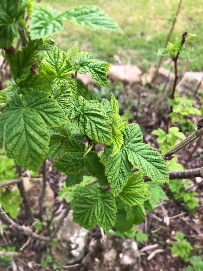 Ribes petraeum — search result for 'Ribes'