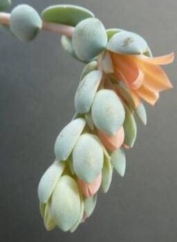 Pachyphytum cuicatecanum flower