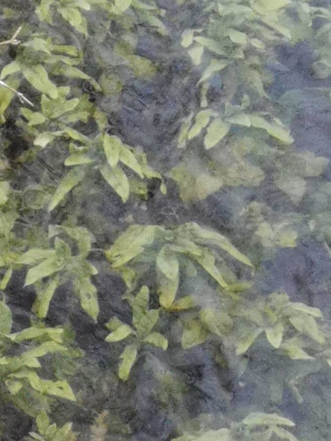 Potamogeton × angustifolius — search result for 'Potamogeton'