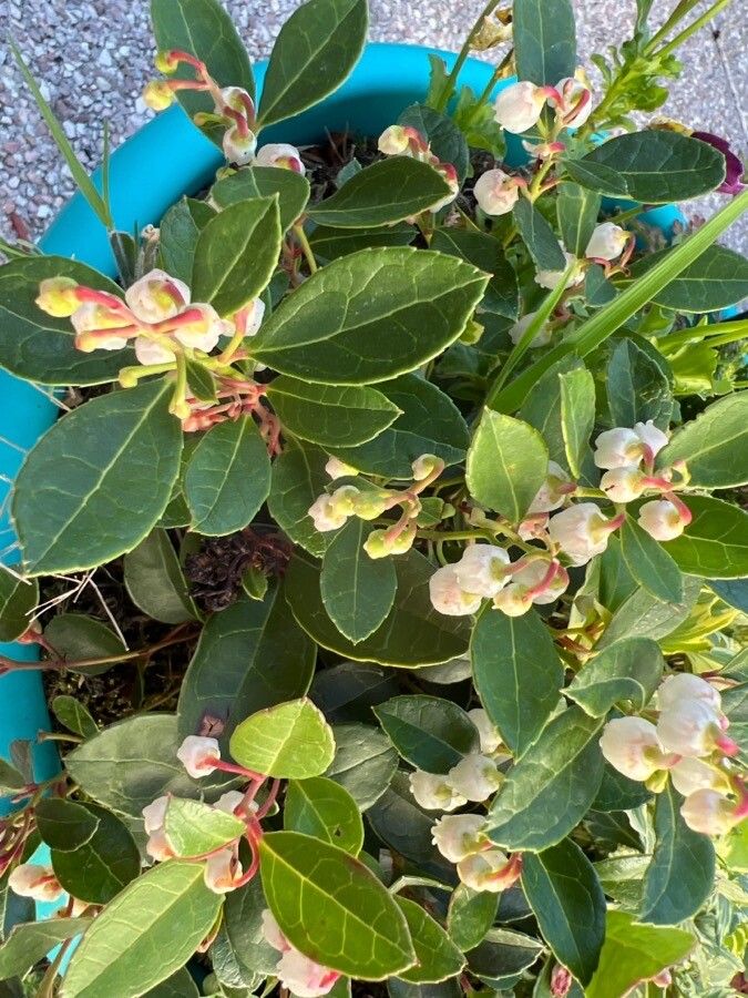 Gaultheria humifusa flower