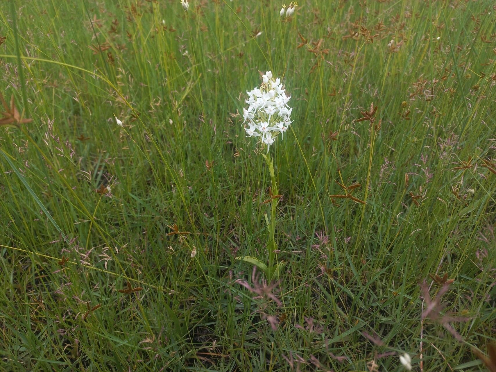 Habenaria kilimanjari habit