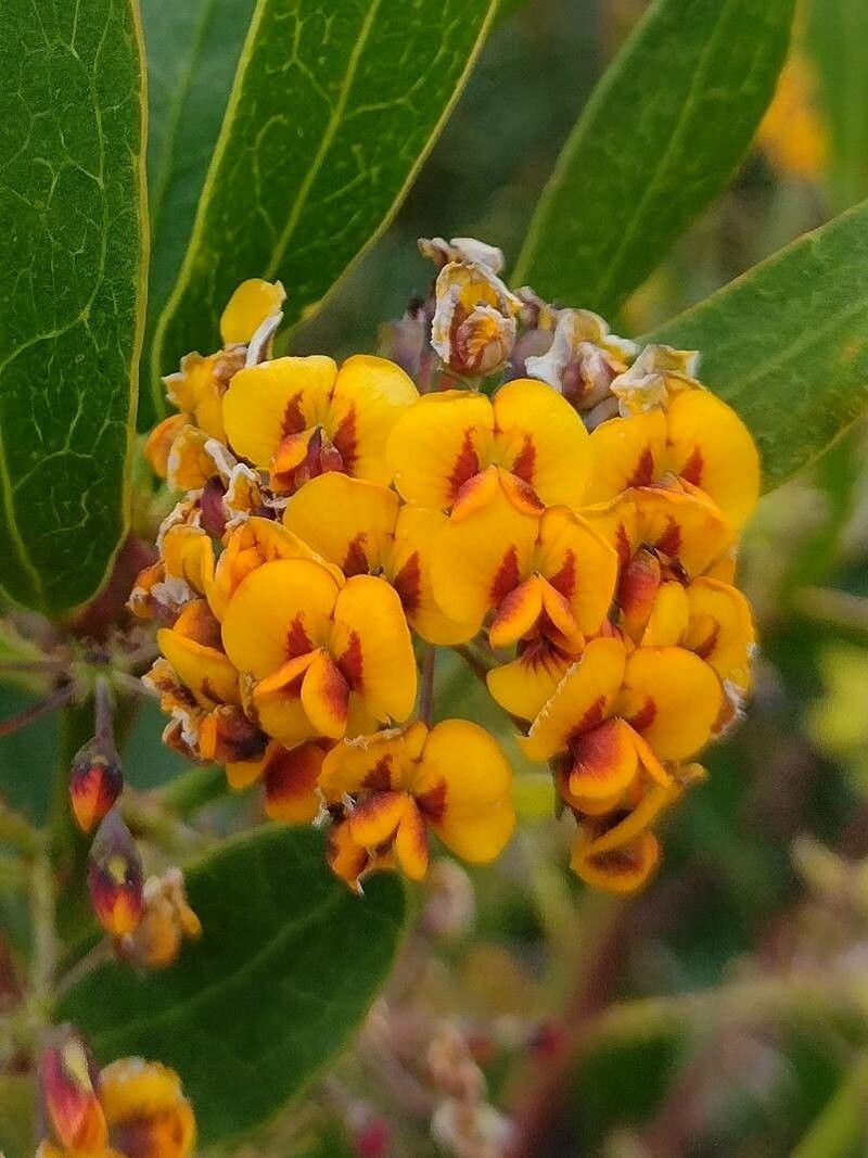Daviesia corymbosa flower