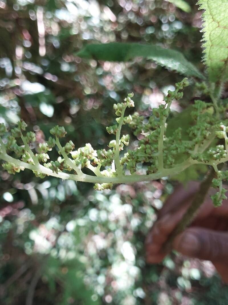 Laportea humblotii flower