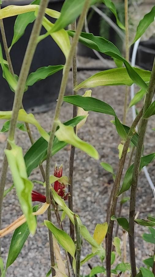 Alstroemeria pulchella — search result for 'Alstroemeria'