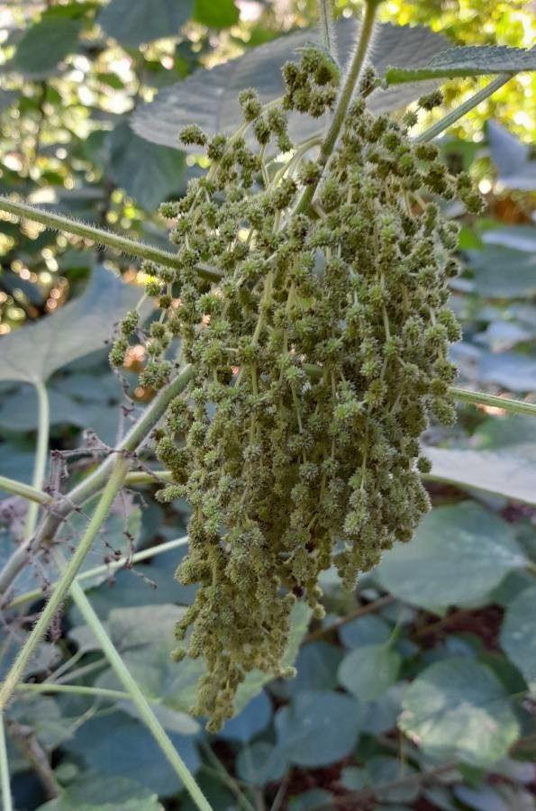 Boehmeria nivea flower