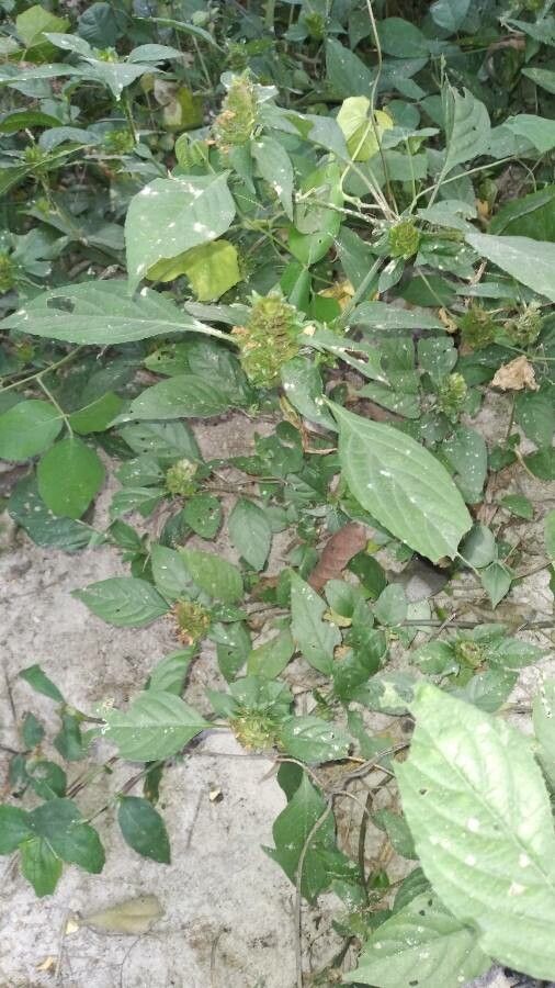 Phaulopsis imbricata leaf