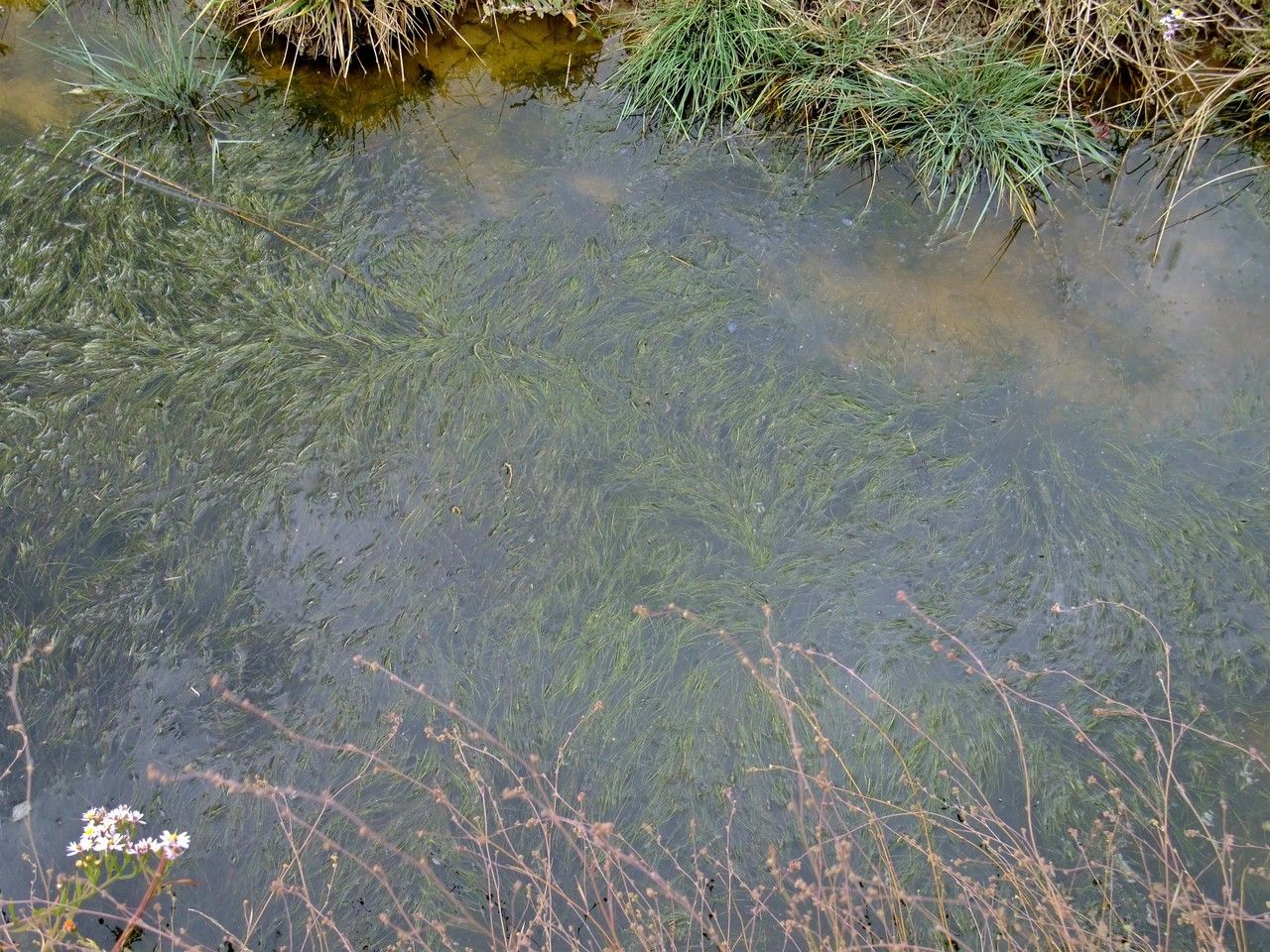 Ruppia maritima habit