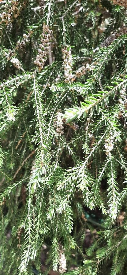 Melaleuca lanceolata leaf