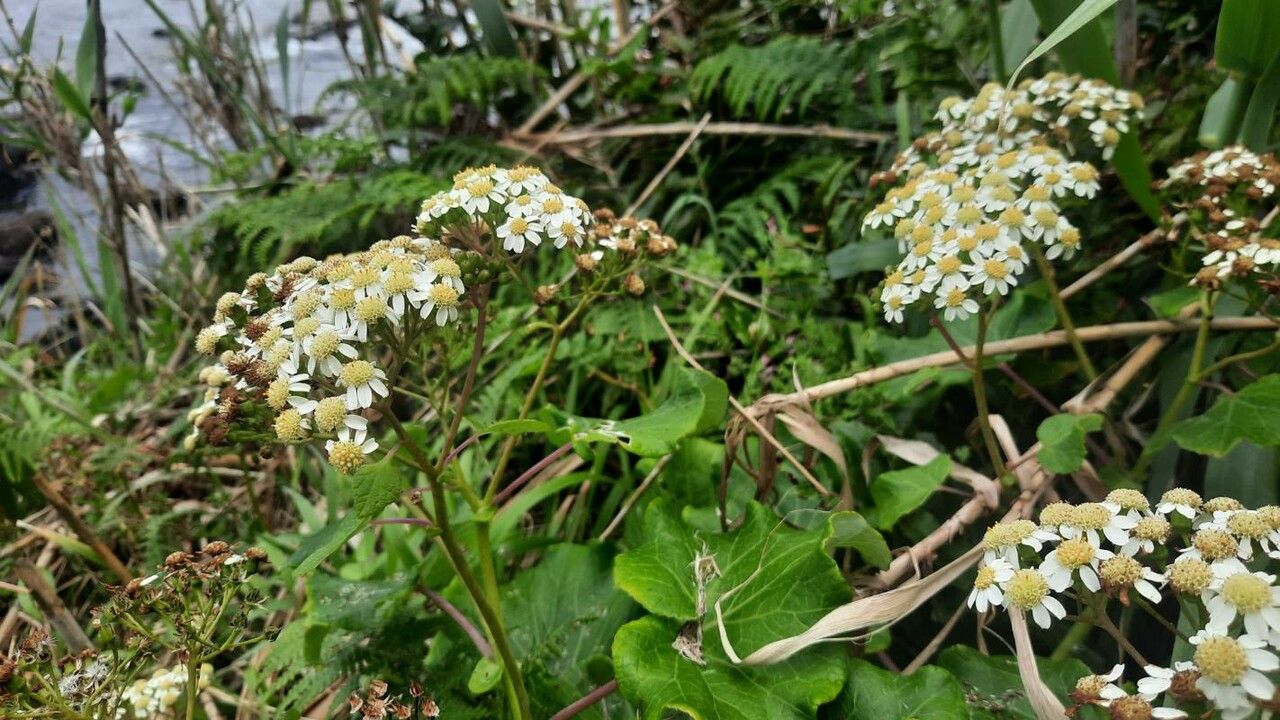 Pericallis malvifolia flower