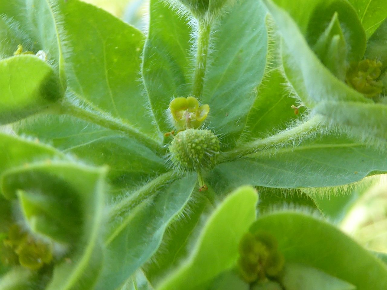 Euphorbia hirsuta fruit