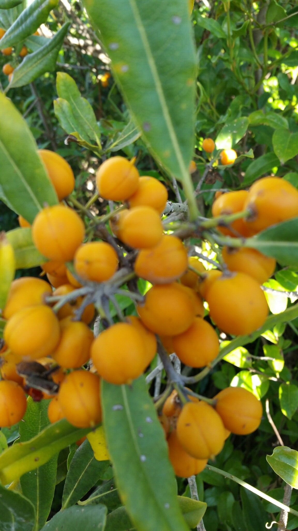 Pittosporum pachyphyllum — search result for 'Pittosporum'