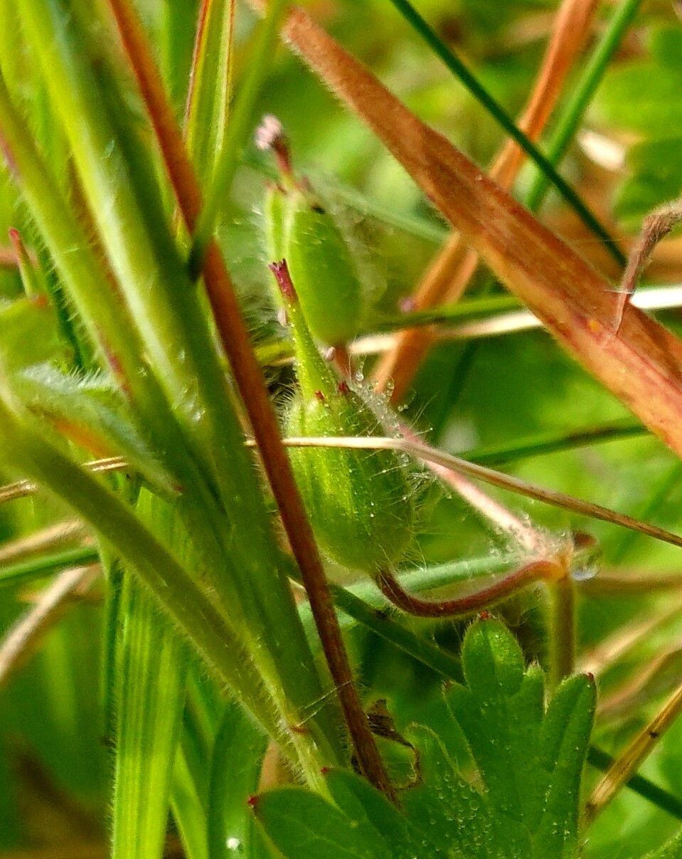 Geranium molle fruit