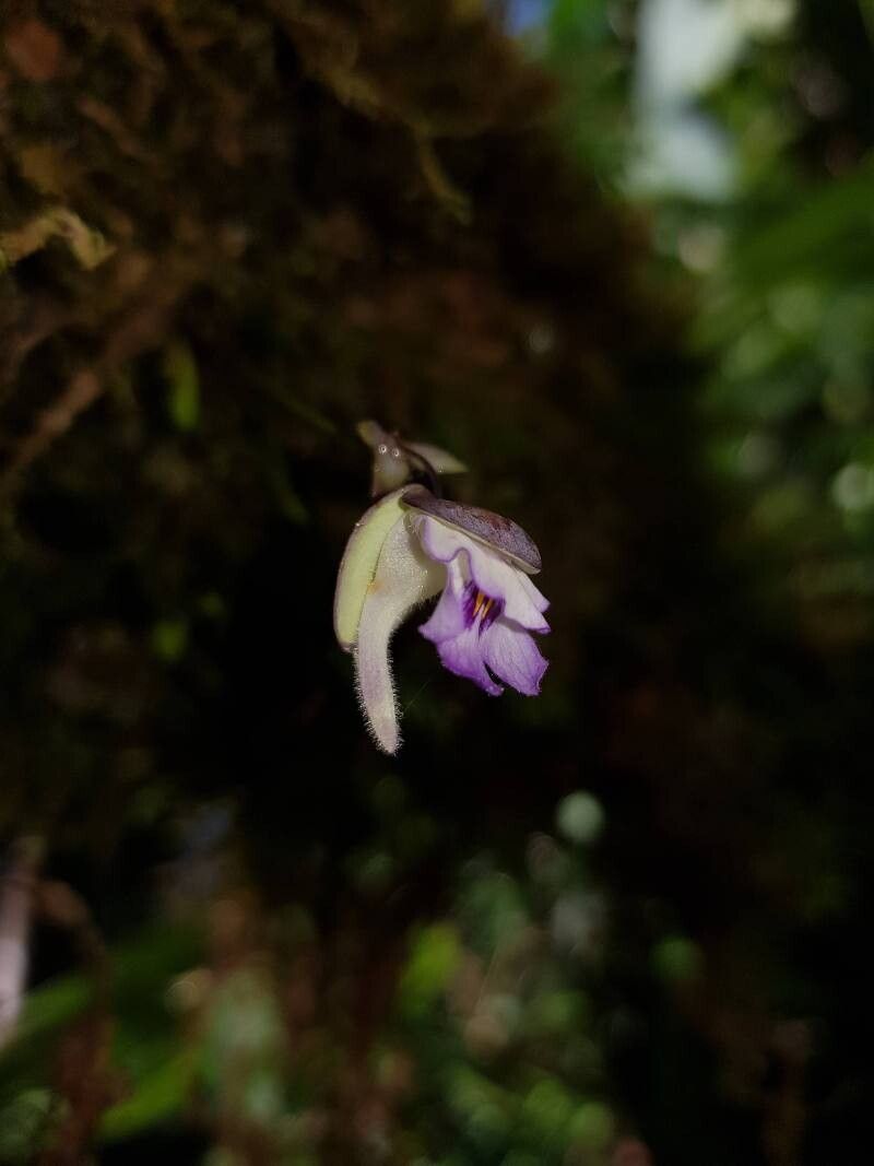 Utricularia jamesoniana — search result for 'Utricularia'