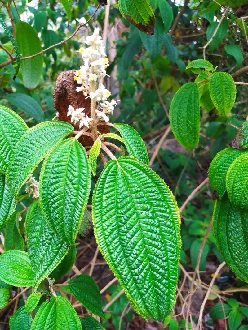 Miconia subseriata leaf