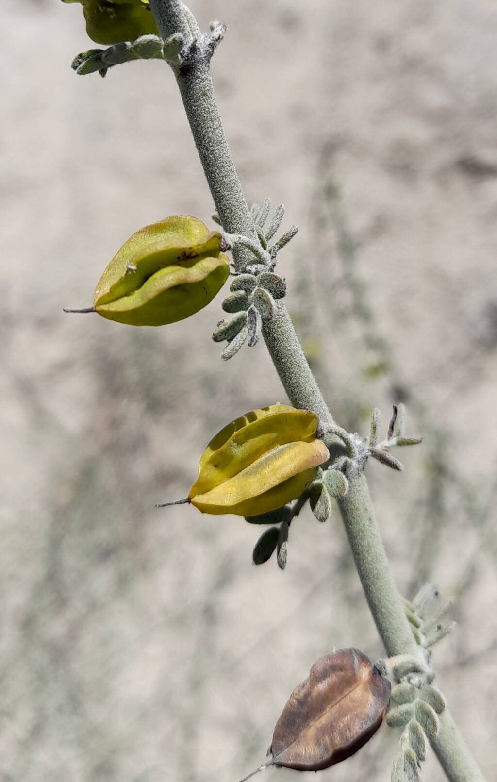 Bulnesia chilensis fruit