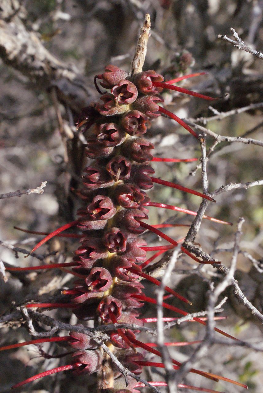 Kunzea baxteri fruit