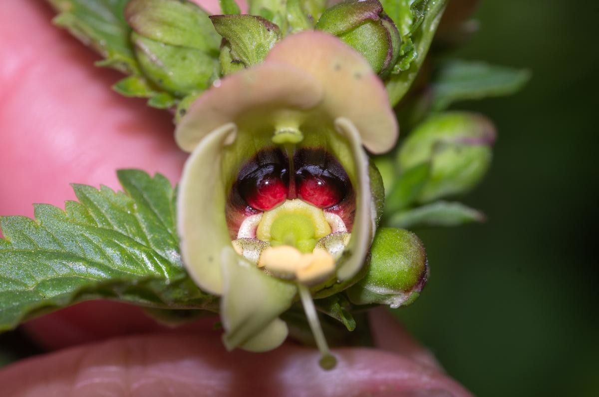 Scrophularia trifoliata fruit