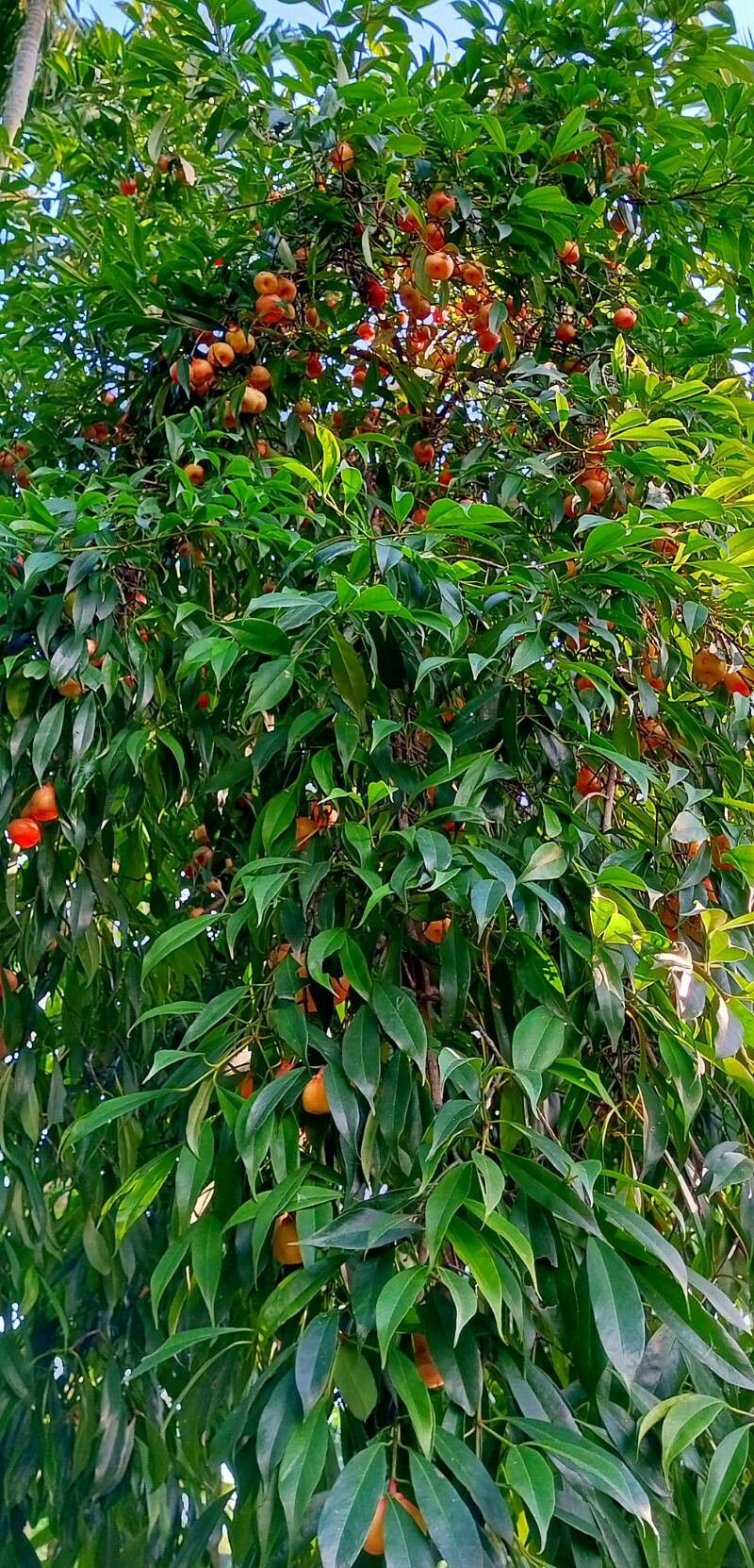 Garcinia lanceifolia fruit