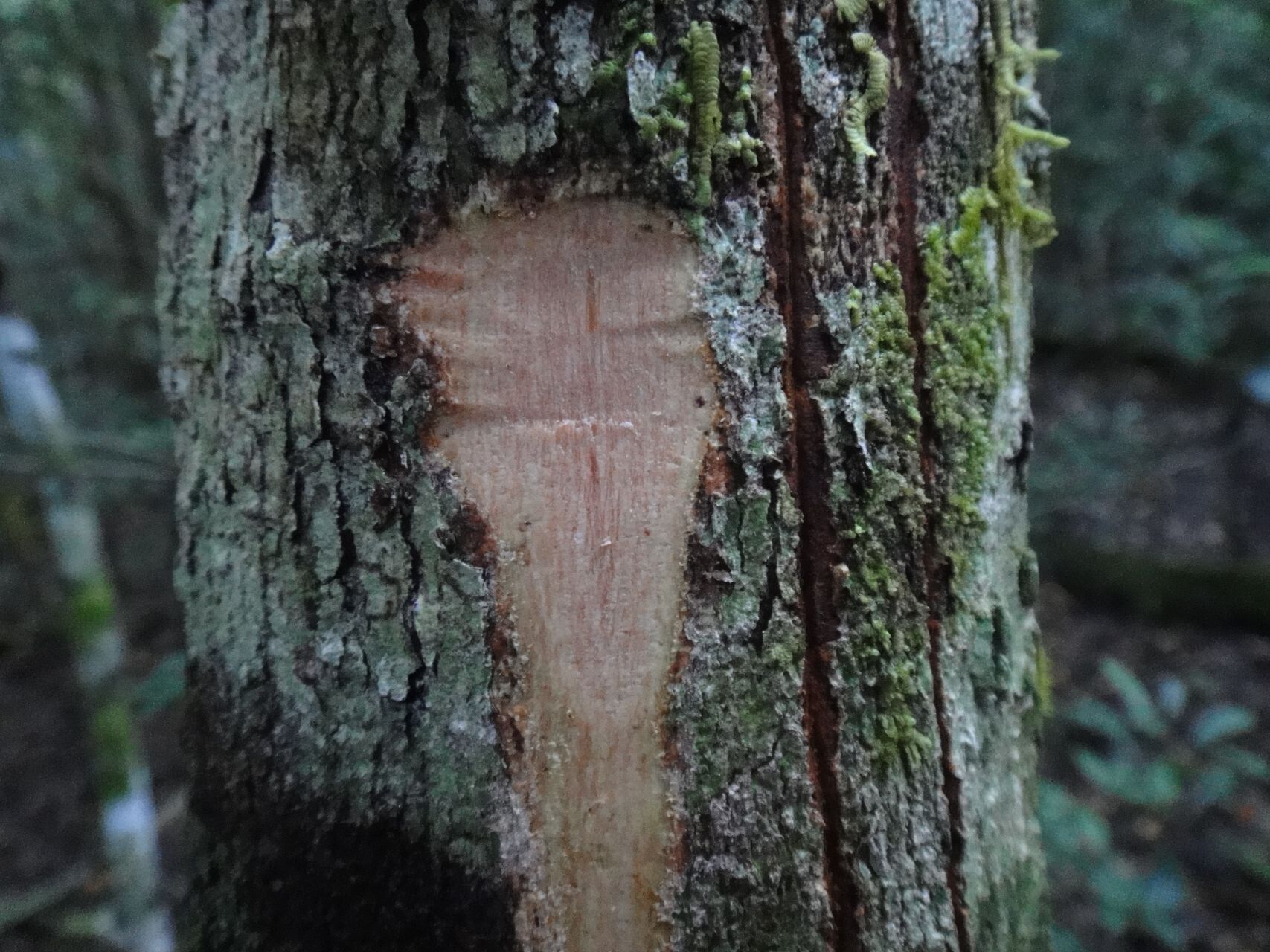 Podonephelium pachycaule bark