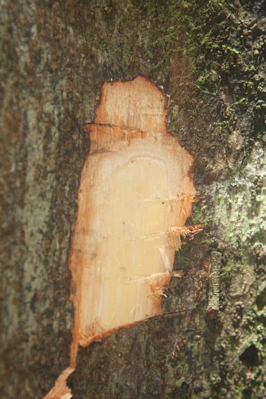 Lecythis persistens other