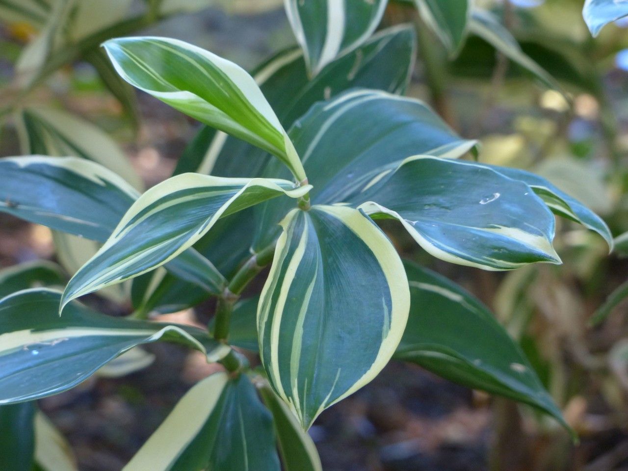 Costus speciosus — search result for 'Fiji'