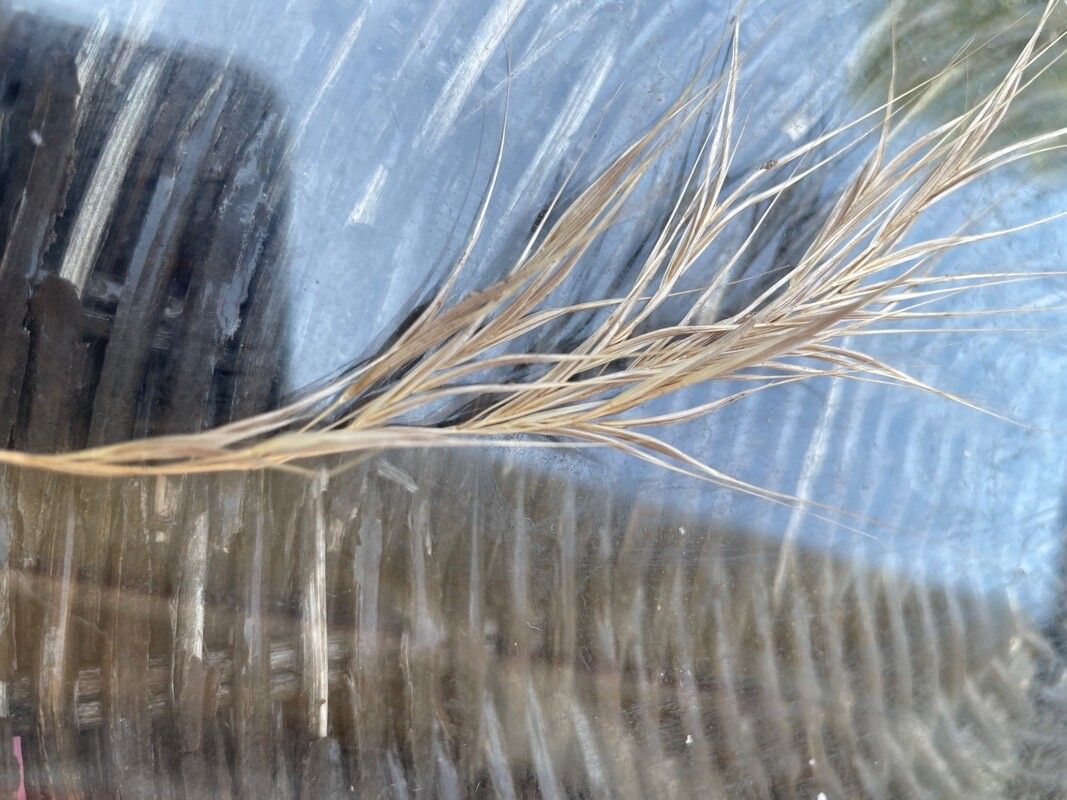 Anisantha madritensis fruit