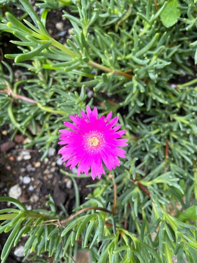 Lampranthus roseus flower