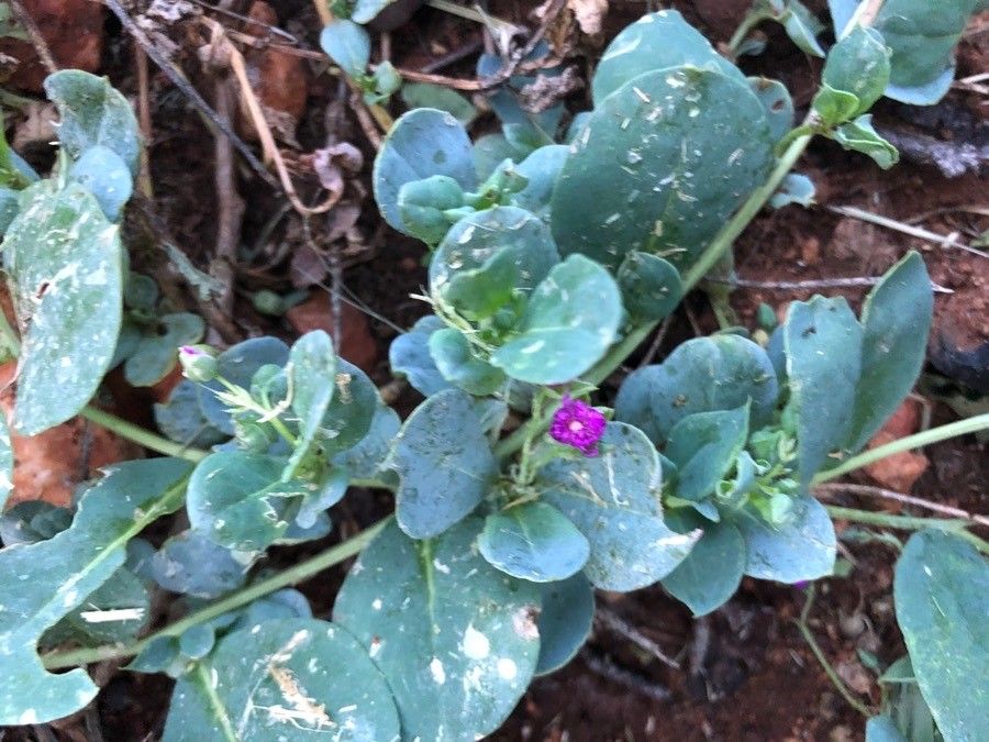 Boerhavia coccinea — related species from the same genus