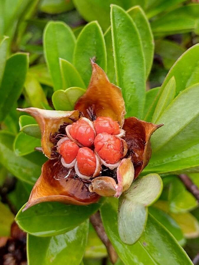 Hibbertia scandens fruit
