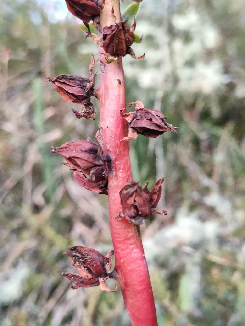 Echeveria bicolor fruit