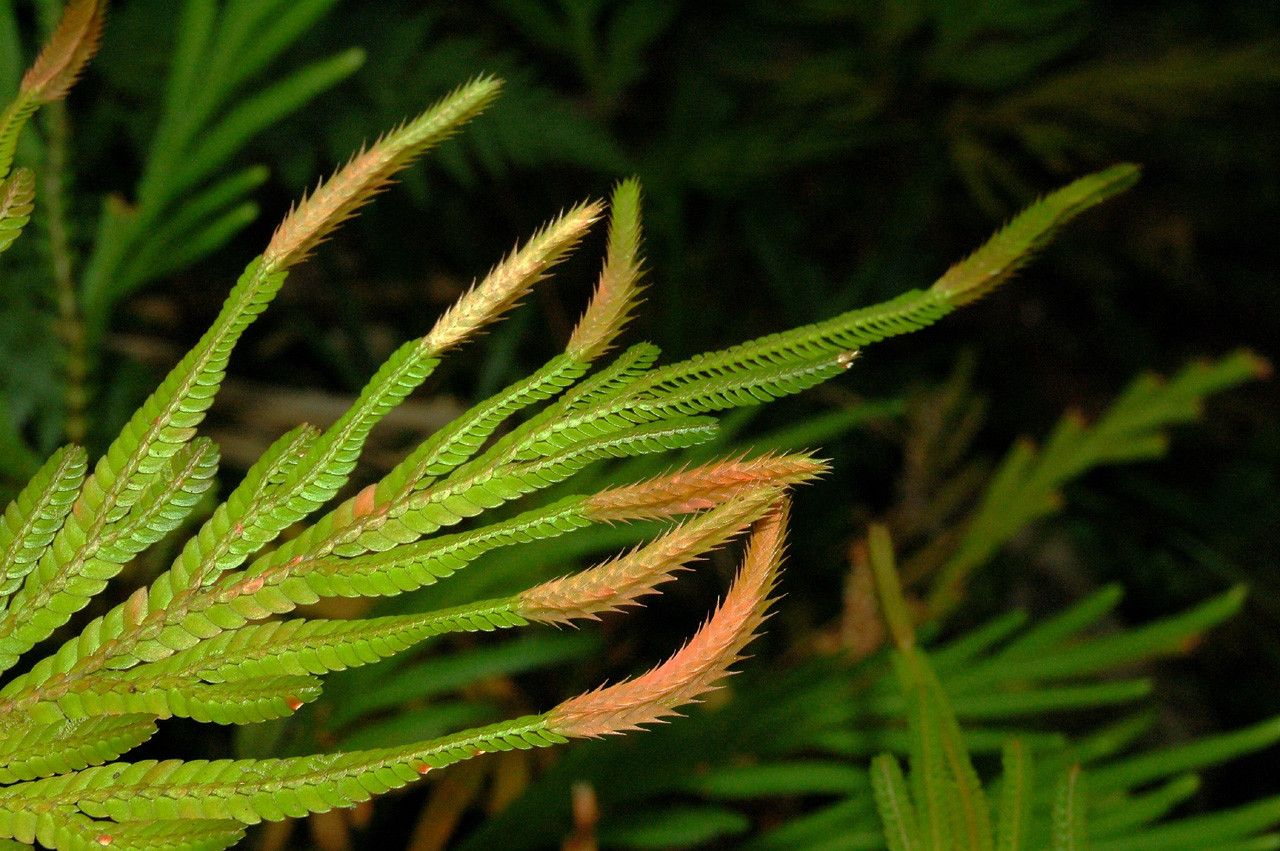 Selaginella megastachya leaf