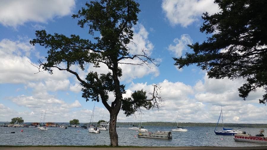 Agathis montana bark