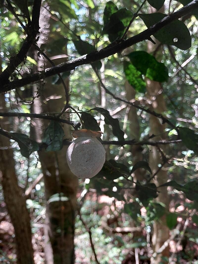 Diospyros pruinosa other