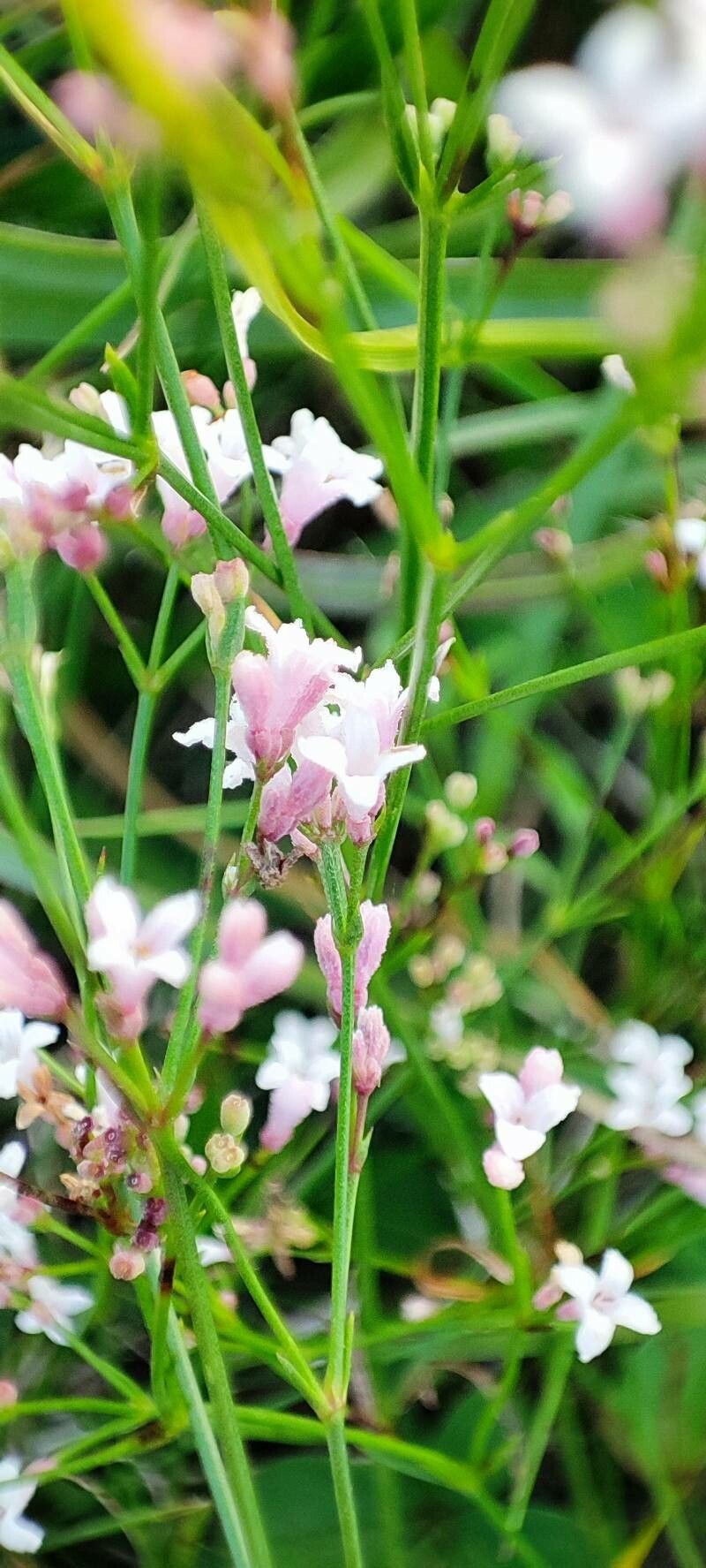 Asperula cynanchica flower