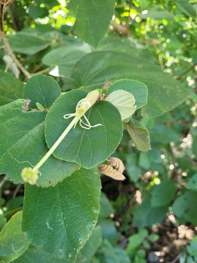 Helicteres isora leaf