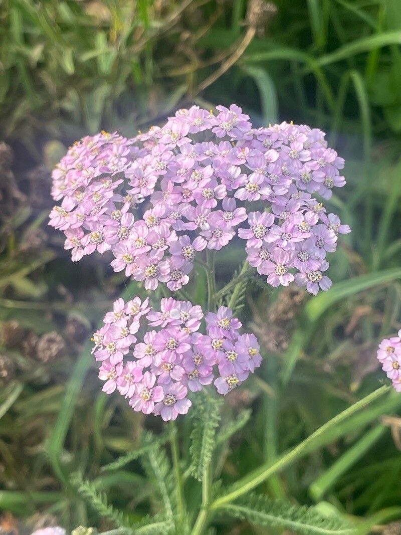 Achillea × roseoalba flower