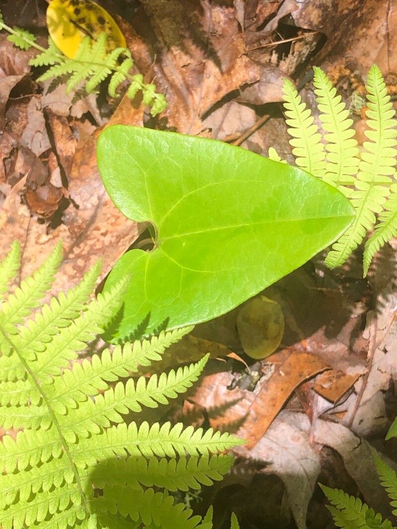 Asarum virginicum leaf