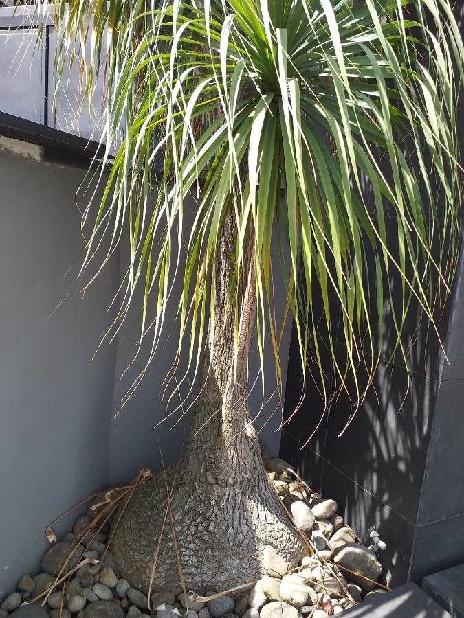 Beaucarnea pliabilis — search result for 'Beaucarnea'