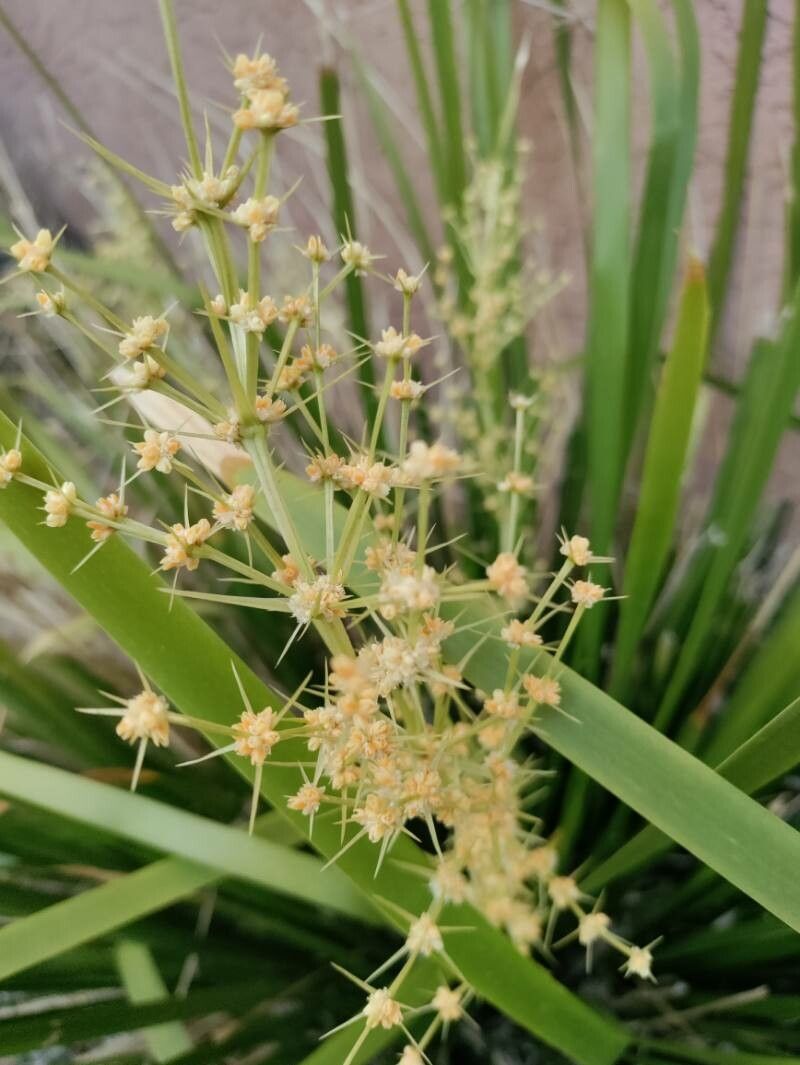 Lomandra hystrix flower