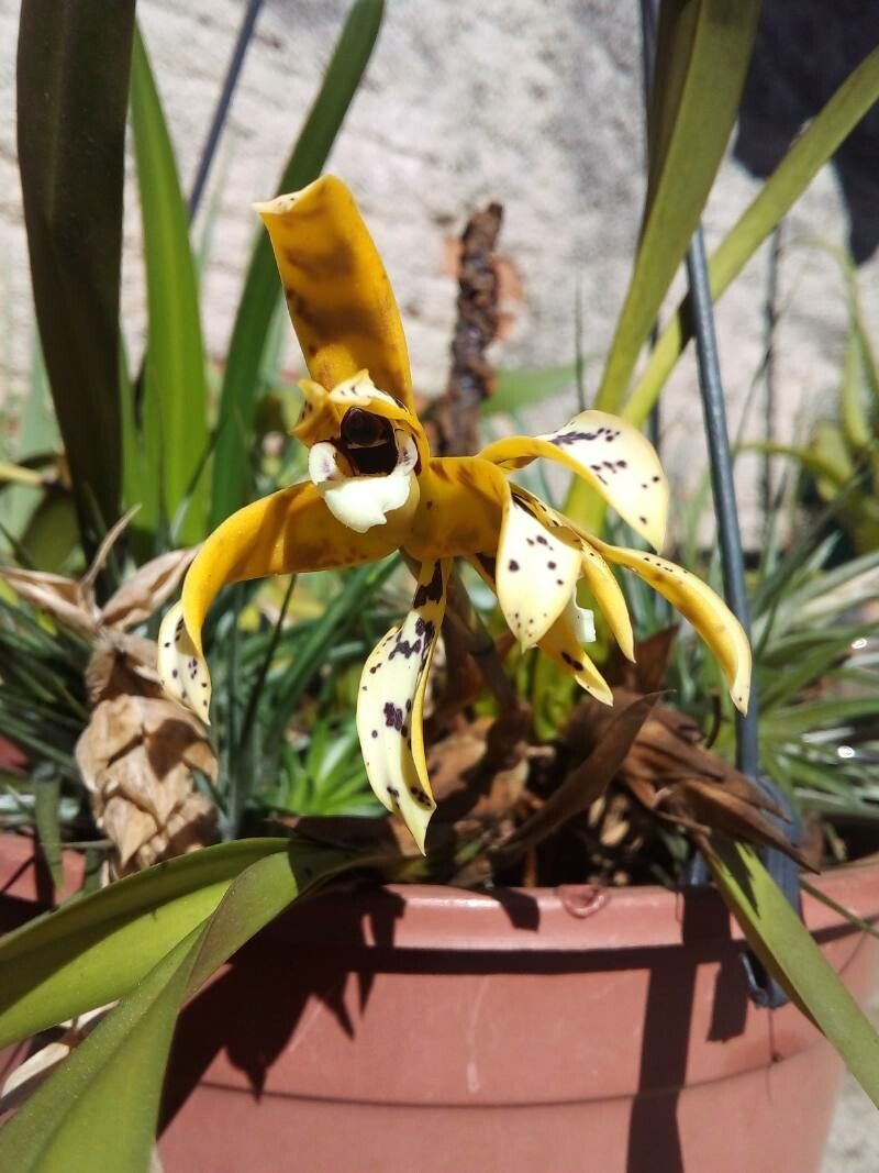 Brasiliorchis picta flower