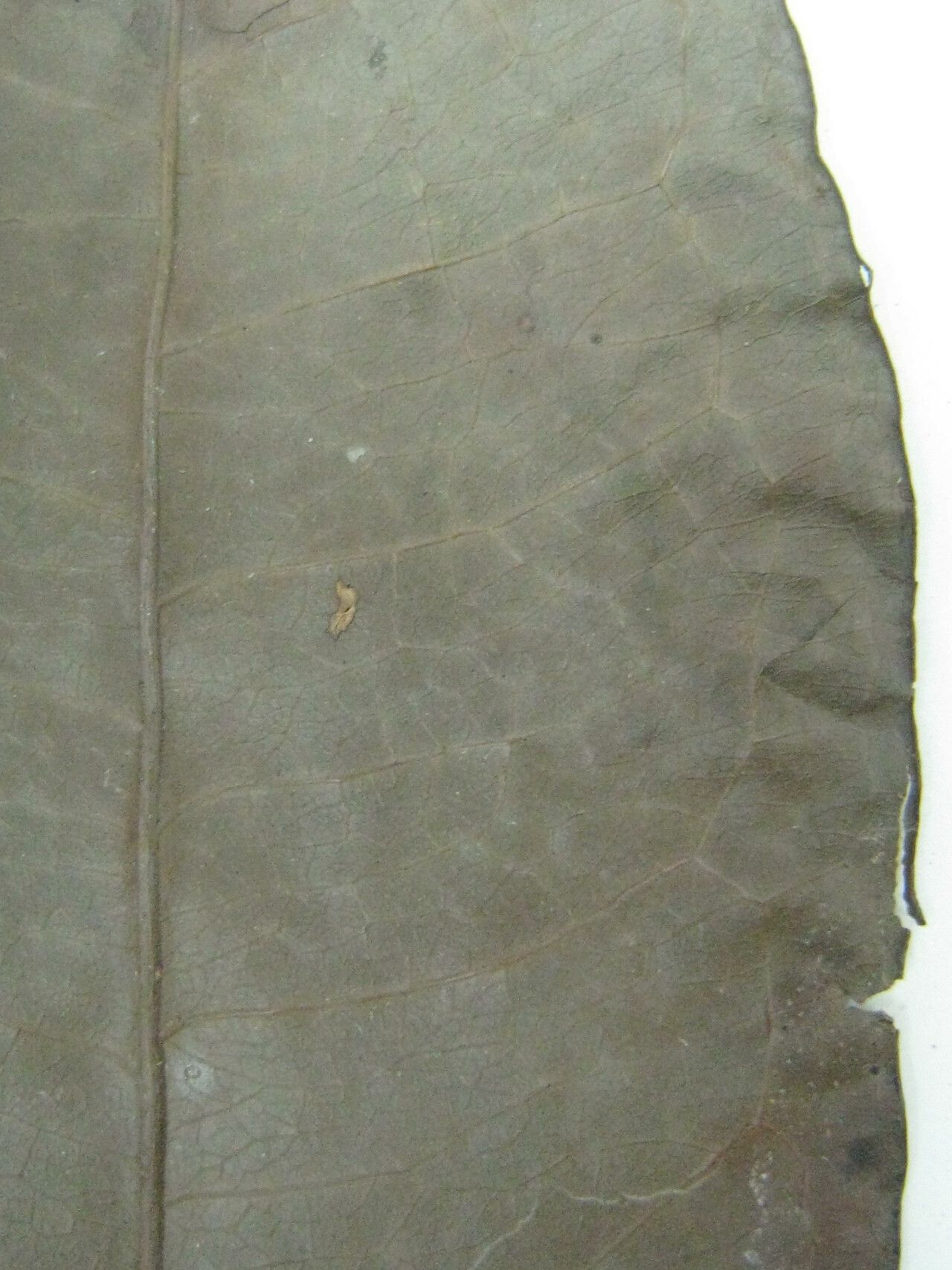 Eugenia lambertiana — houseplant care guide